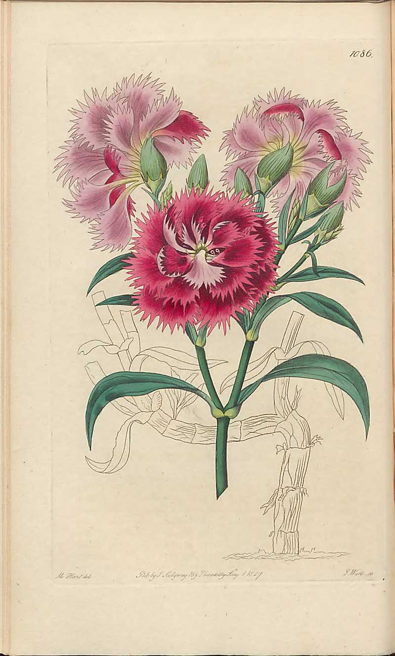 Shrubby Chinese Pink Carnations Edwards Botanical Register