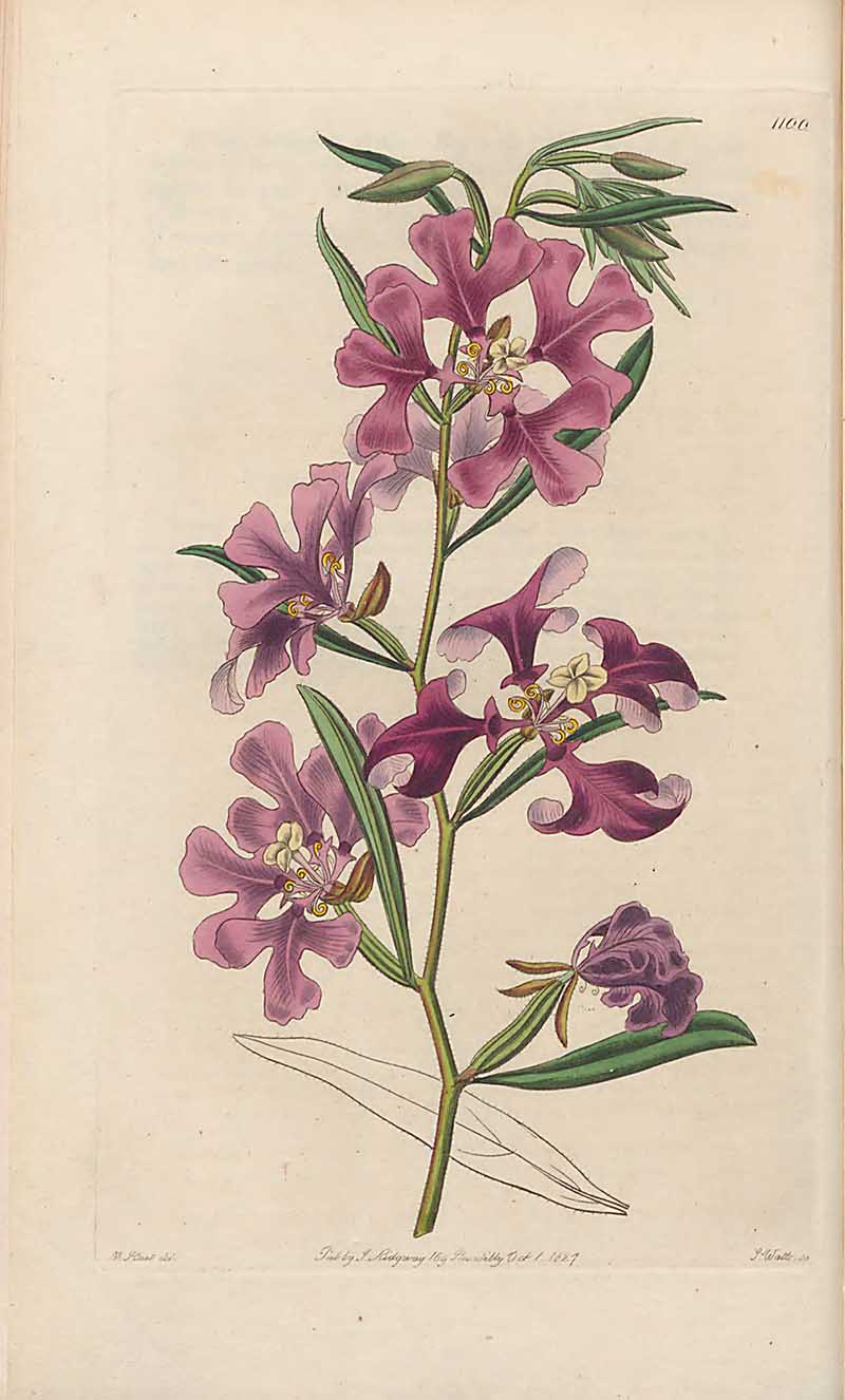 Pretty Clarkia Edwards Botanical Registar