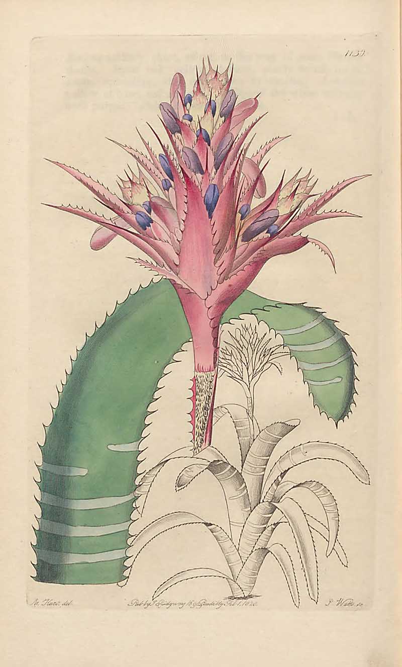 Brandied Billergia Edwards Botanical Register