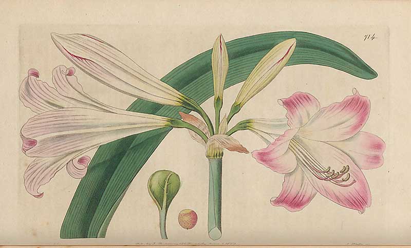Pale-flowered belladaonna lily  Edwards Botanical Regiestry