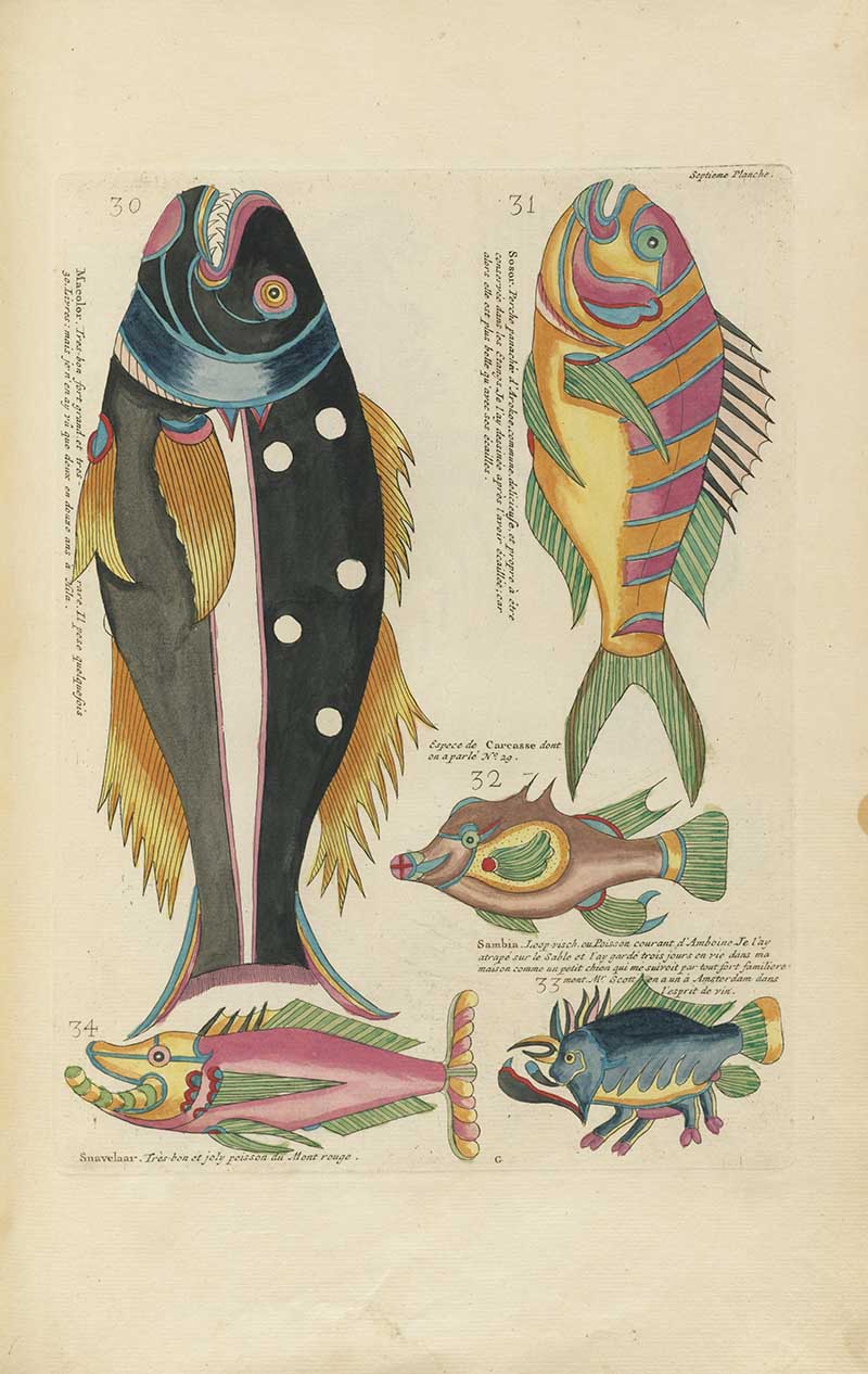 Vertical plate with large black fish, striped yellow fish, and smaller colorful sea creatures on a Louis Renard rainbow fish antique sea life illustration vintage natural history print