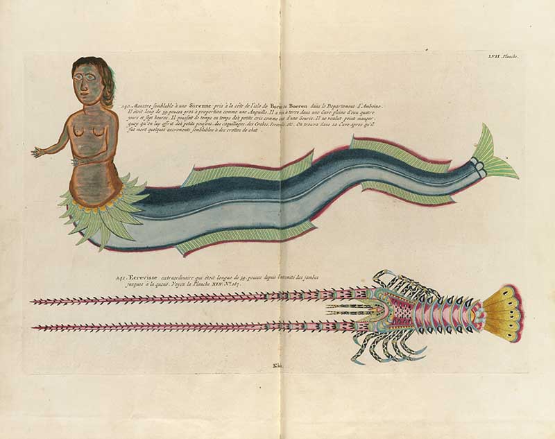 Mermaid-like sea figure, long ribbonfish, and ornate lobster on a Louis Renard rainbow fish antique sea life illustration vintage natural history print