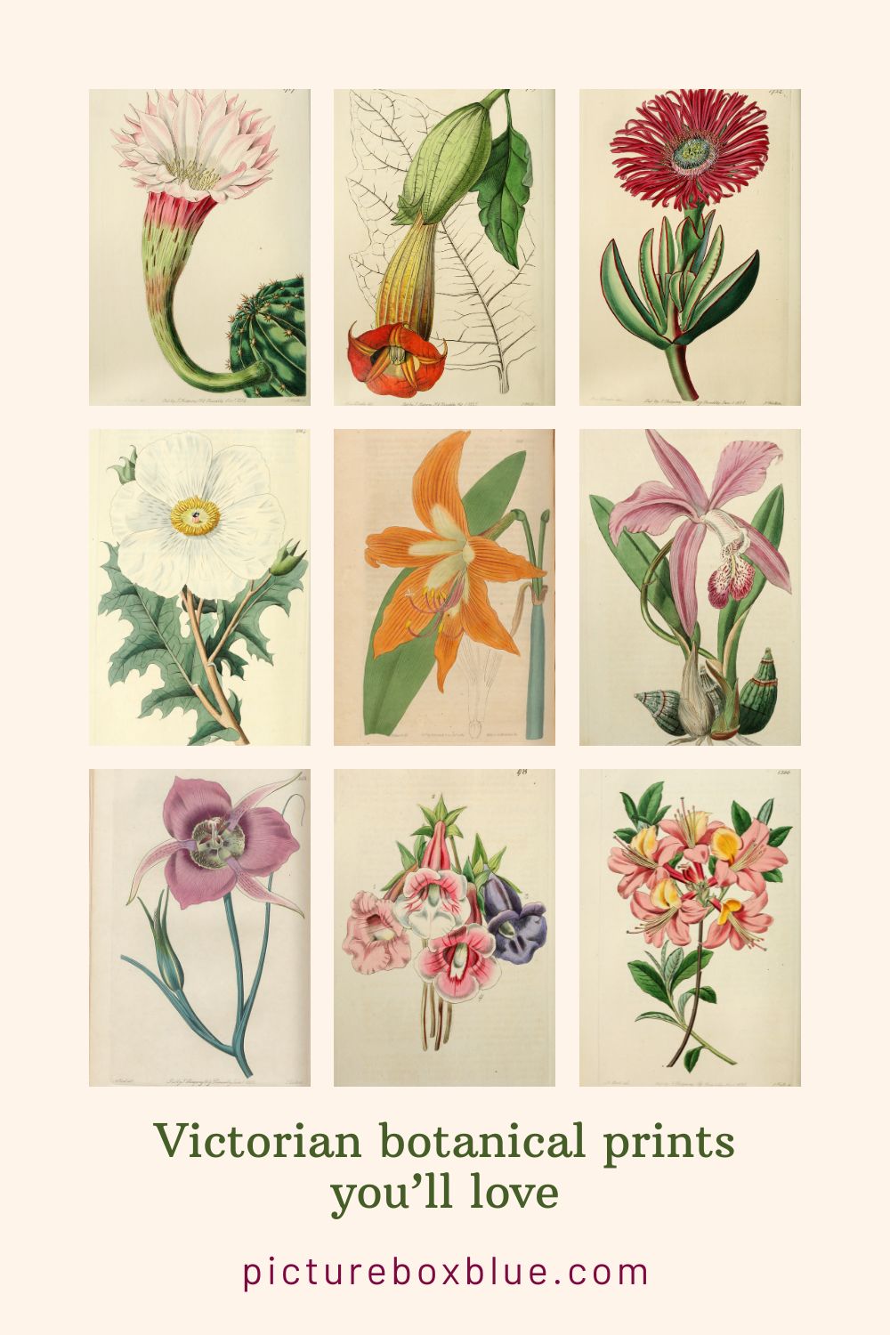 9 Victorian Flower prints from Edwards Botanical Register pin