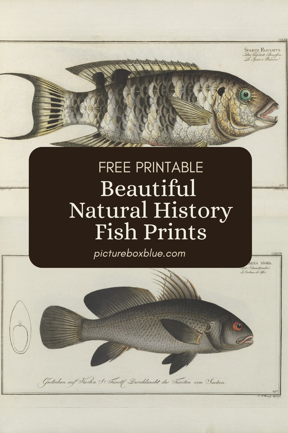 fish prints pin