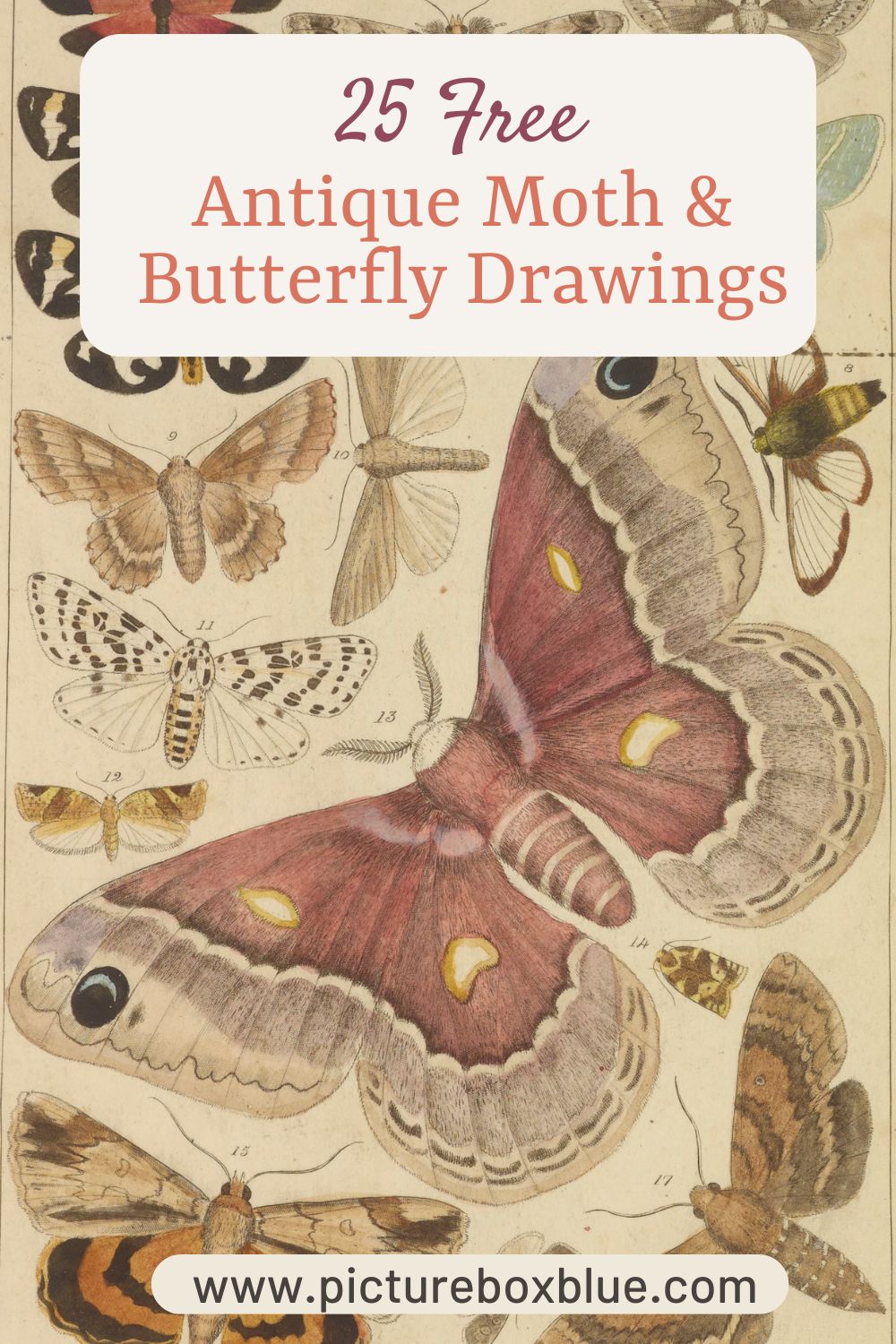 Vintage butterly moth and caterpillar drawings pin