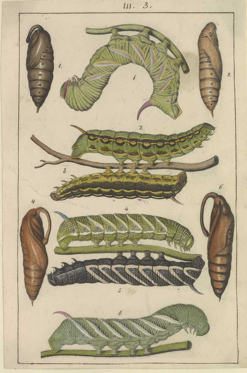 Vintage caterpillar and chrysalis natural history illustration showing green hornworm caterpillars, pupae, and metamorphosis stages