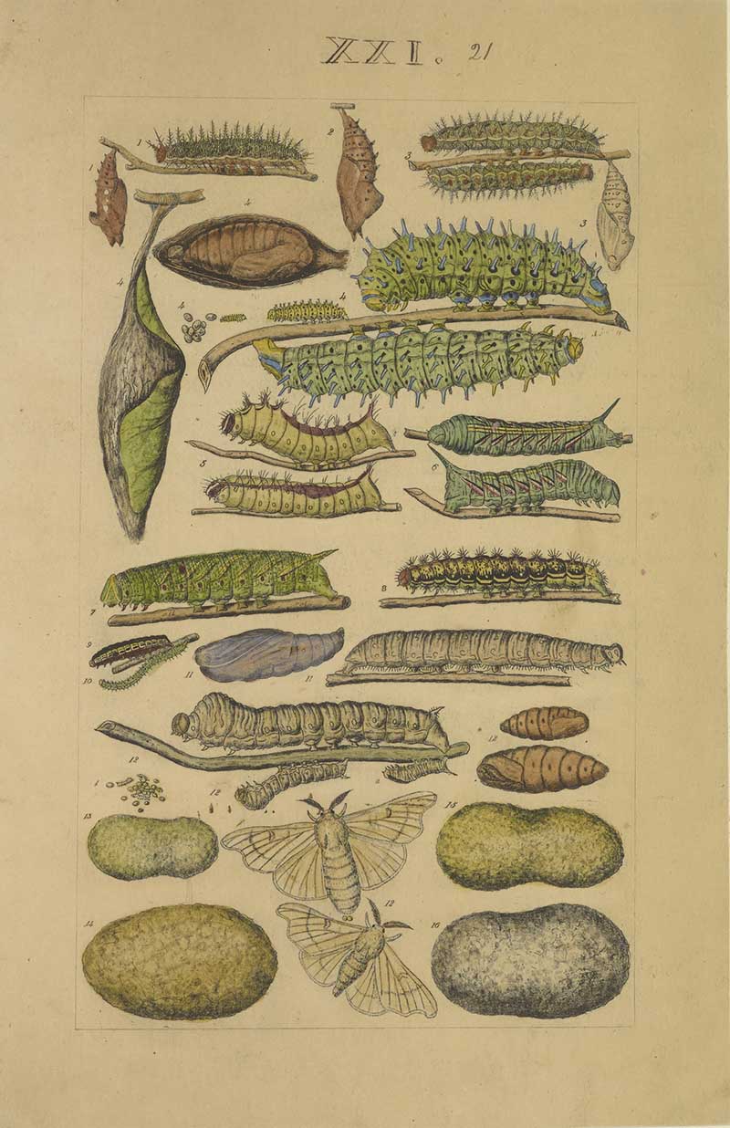 Vintage caterpillar and chrysalis natural history illustration showing green larvae, cocoons, pupae, and moth metamorphosis stages