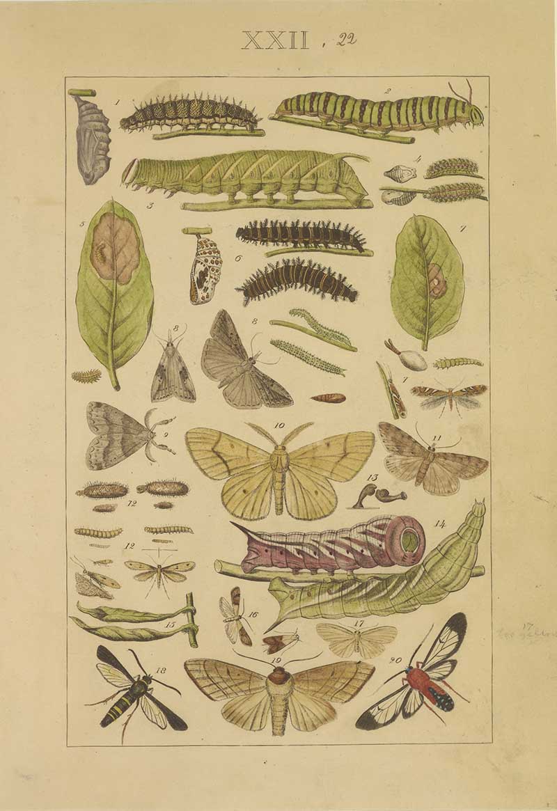 Vintage caterpillar and moth natural history illustration showing larvae, pupae, leaves, small moths, and a grasshopper-like insect