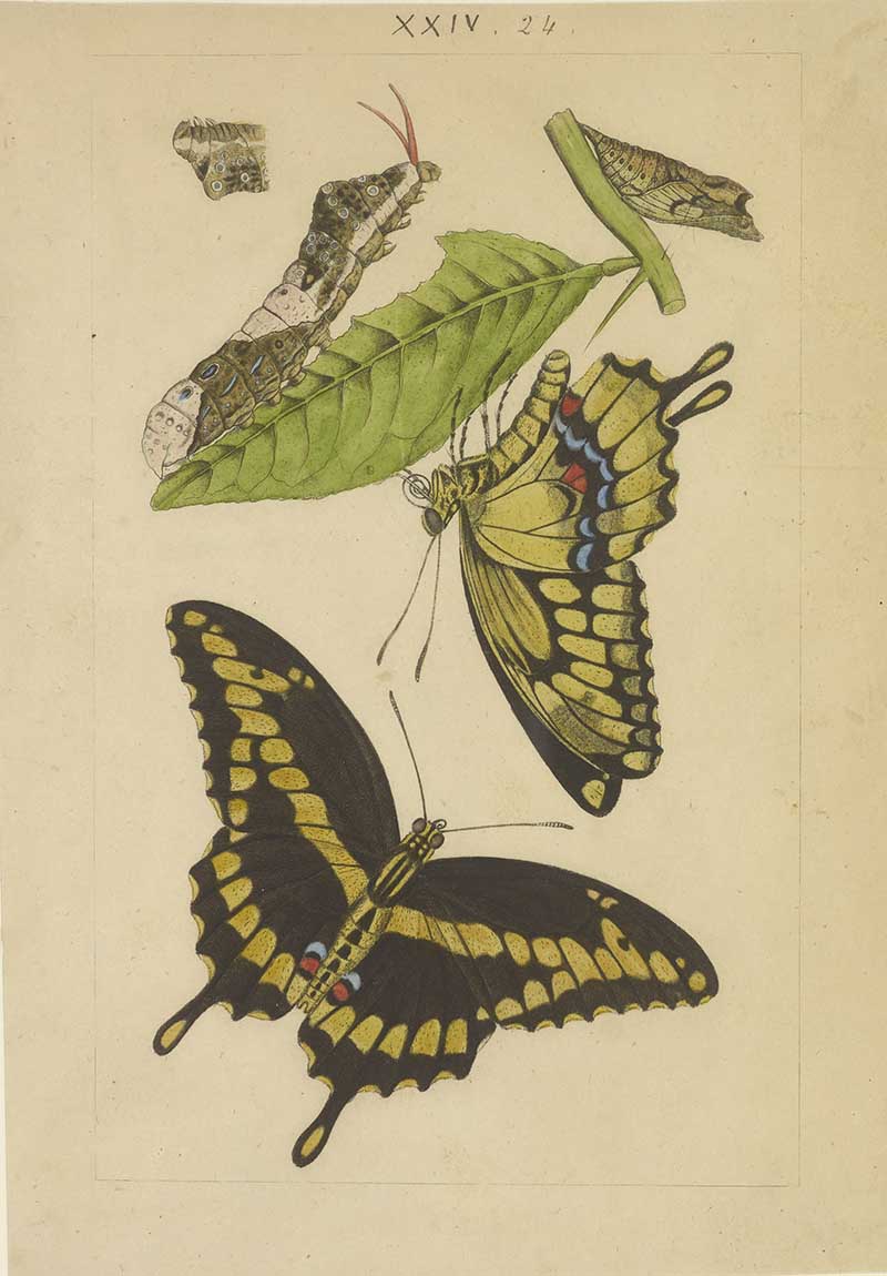 Vintage swallowtail butterfly natural history illustration showing yellow and black swallowtails with caterpillar and chrysalis stages