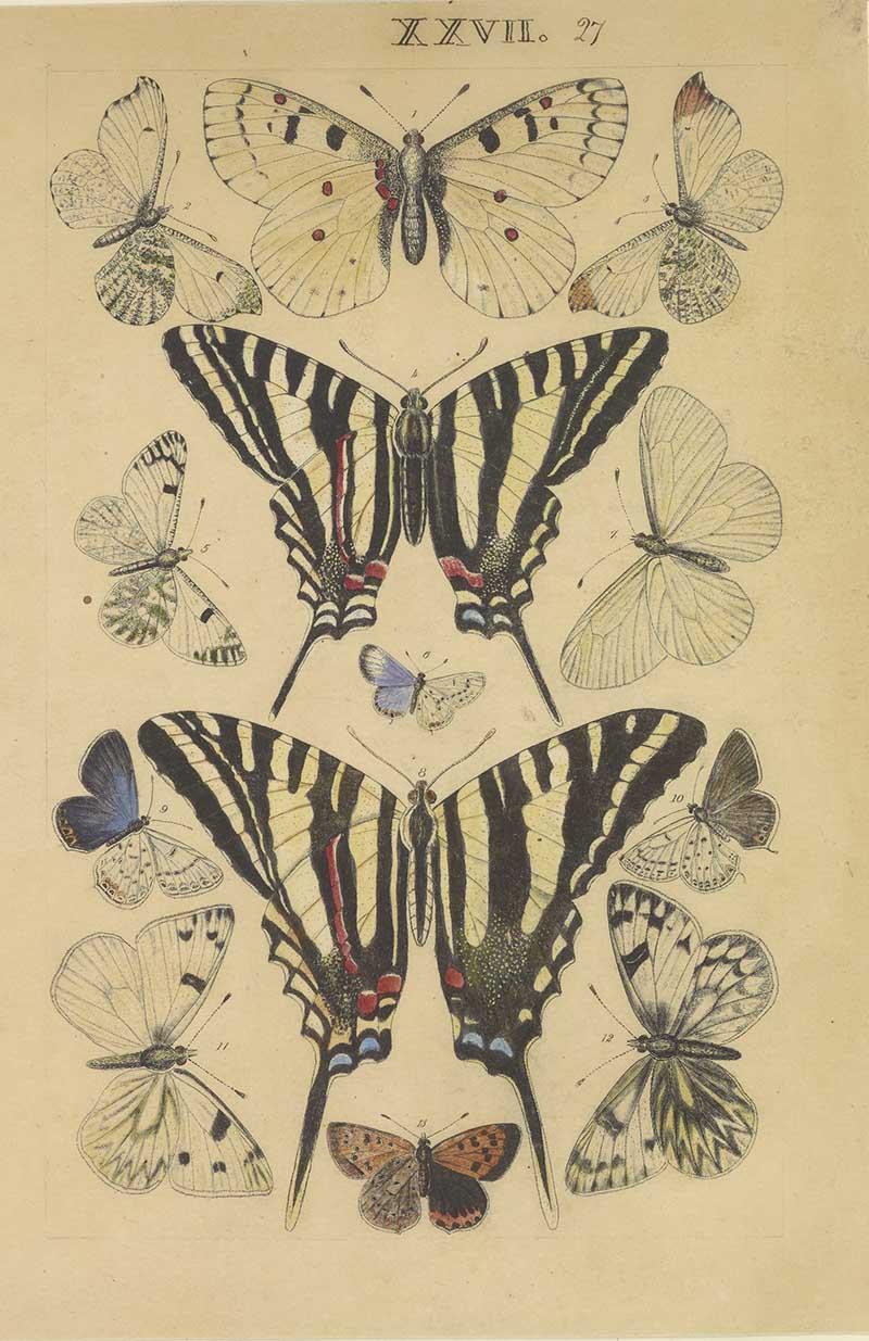 Vintage swallowtail butterfly natural history illustration showing zebra swallowtail-style butterflies with pale comparison specimens