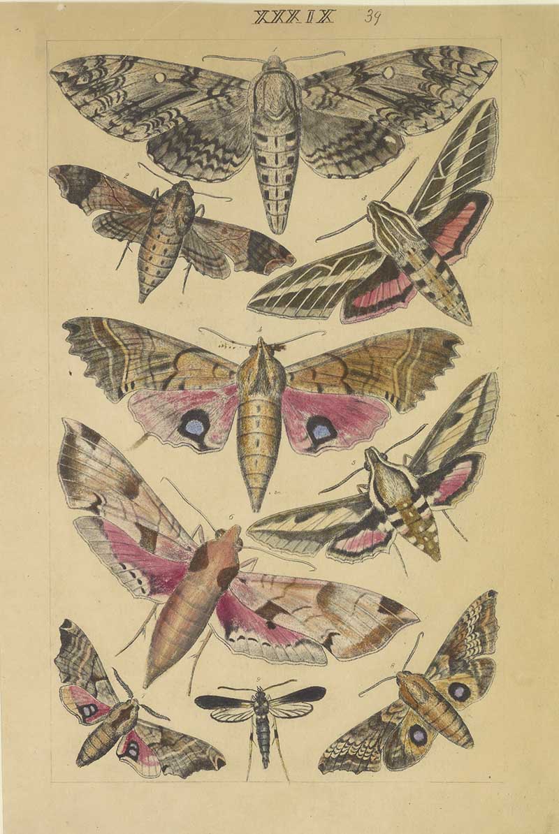 Vintage hawk moth natural history illustration showing sphinx moths with pink hindwings and detailed moth specimens