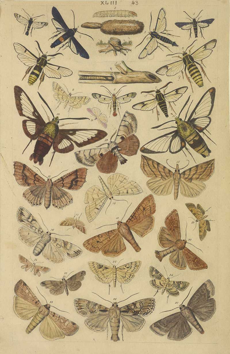 Vintage moth natural history illustration showing clearwing-style moths, brown moths, pupae, and caterpillar forms