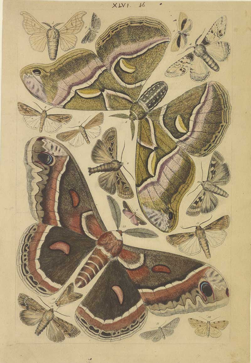 Vintage giant silk moth natural history illustration showing large saturniid moths with prominent eye spots and smaller moths