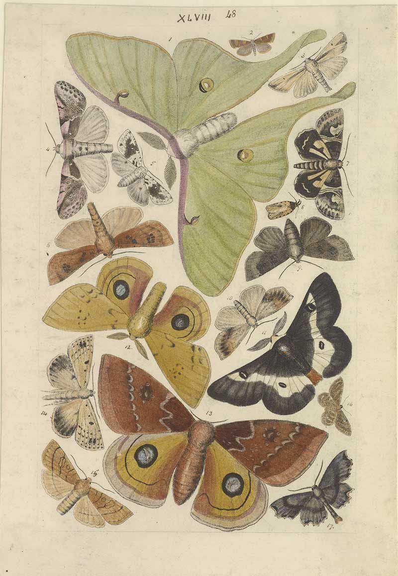 Vintage luna moth and silk moth natural history illustration showing green luna moth, io moth-style eye spots, and other moths