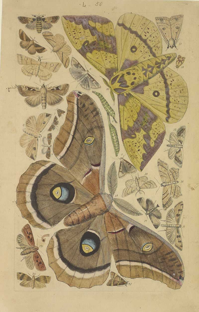 Vintage emperor moth and silk moth natural history illustration showing large yellow and brown eye-spotted moths with smaller specimens