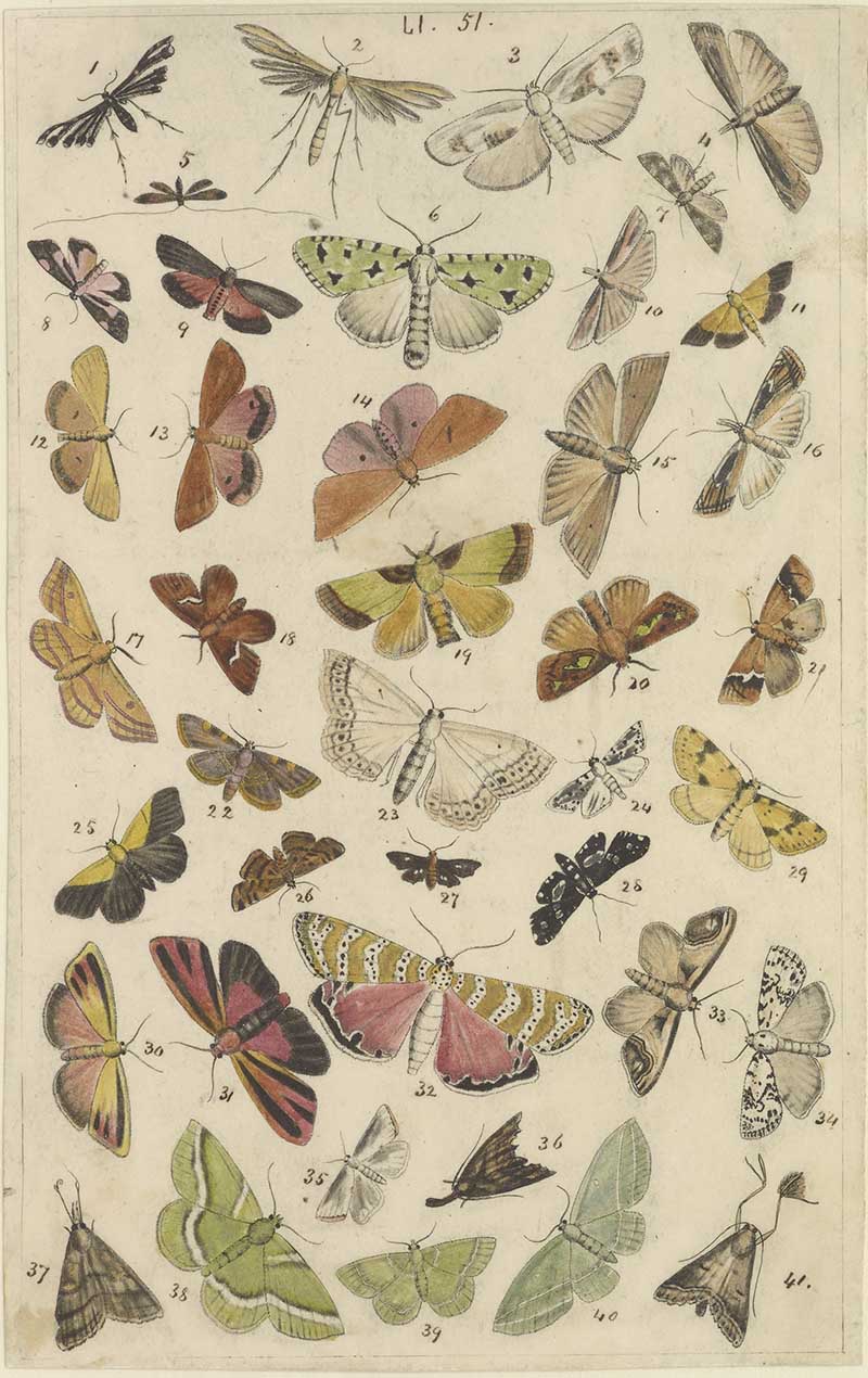 Vintage butterfly and moth natural history illustration showing many colourful small butterflies and day-flying moths on a numbered plate