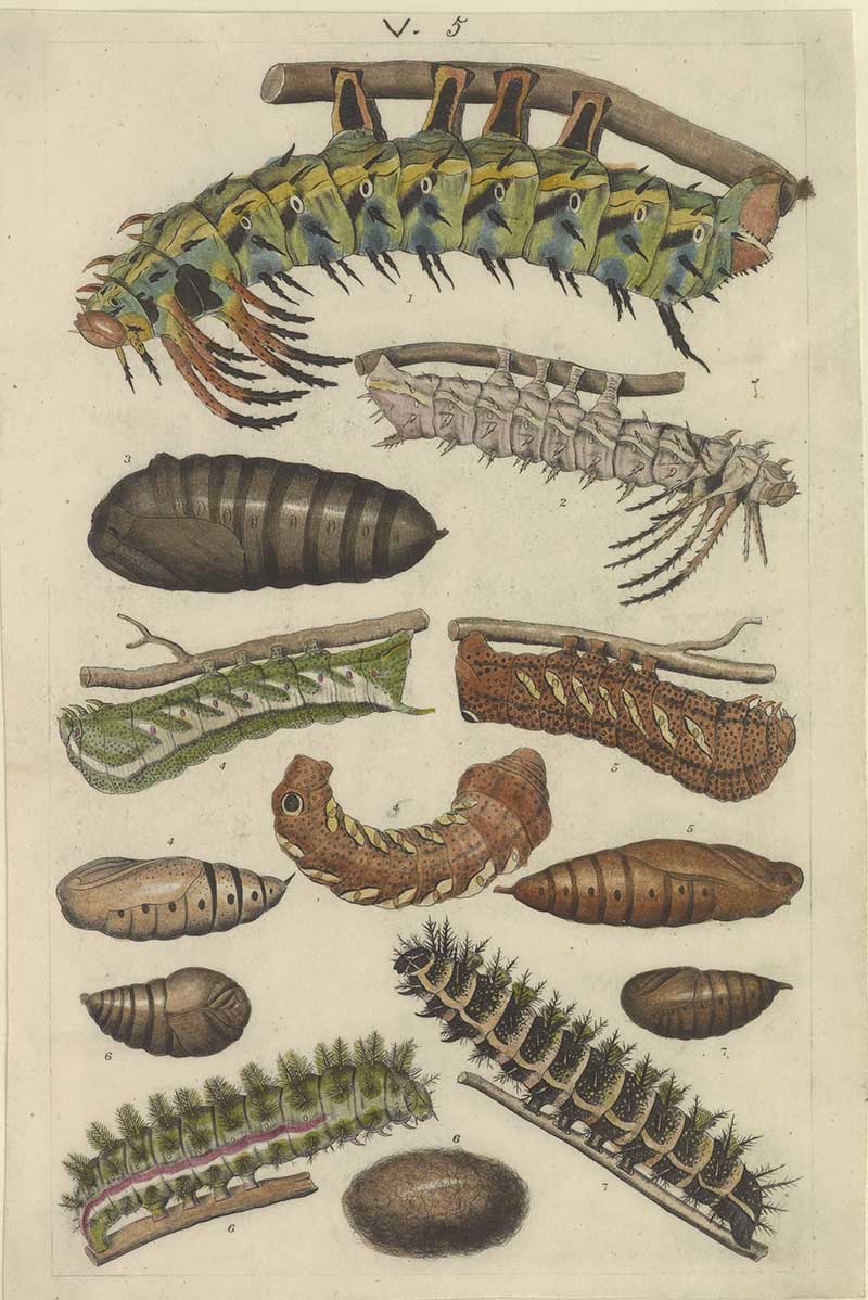 Vintage caterpillar and chrysalis natural history illustration showing spiny moth caterpillars, pupae, and leaf-feeding larvae