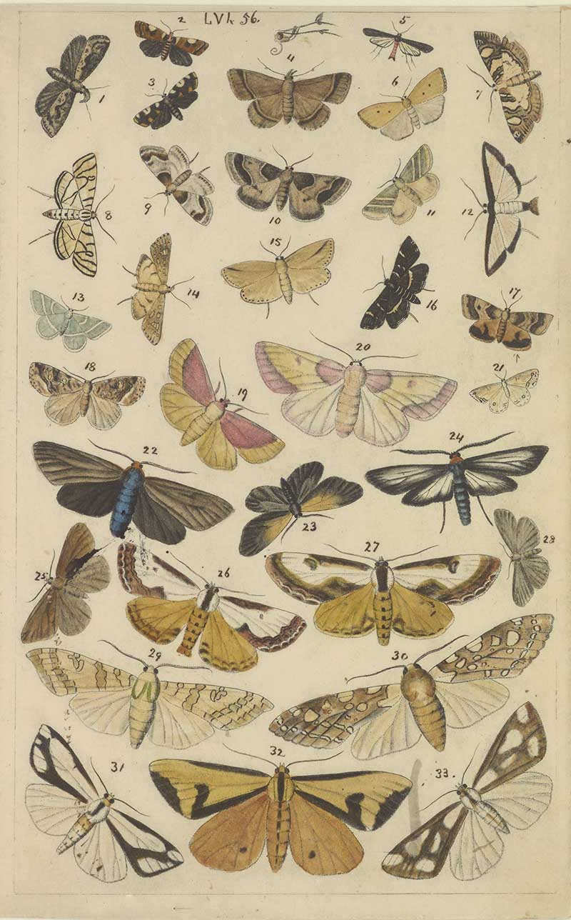 Vintage butterfly and moth natural history illustration showing varied small moths and butterflies, including tiger moth-style specimens
