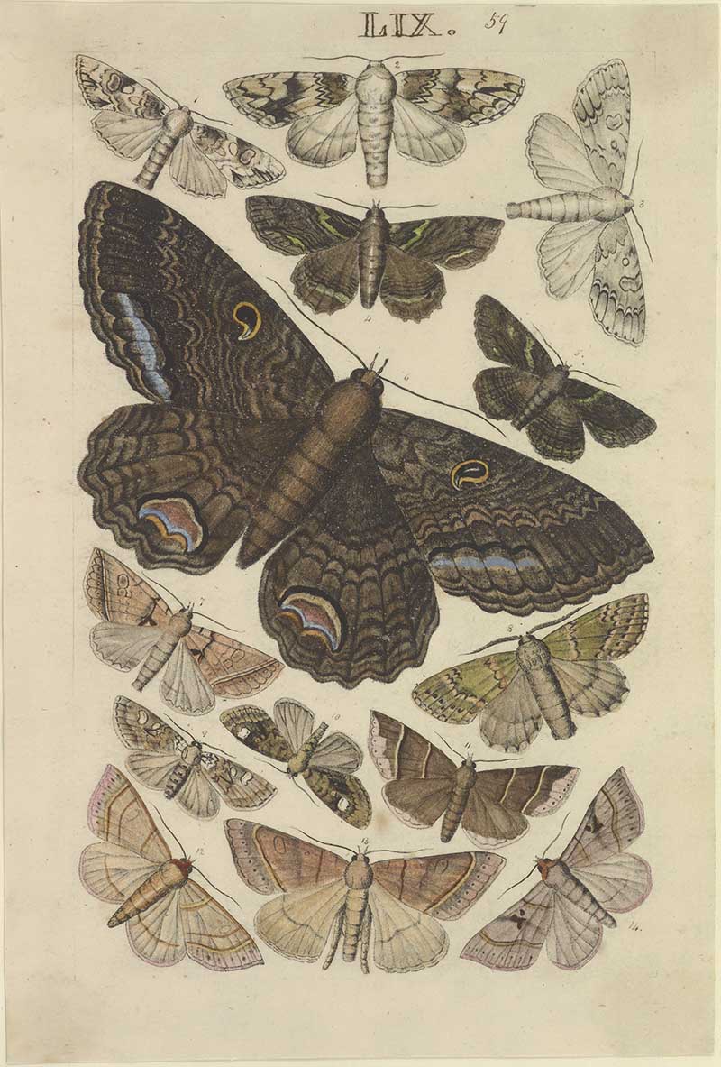 Vintage moth natural history illustration showing large dark underwing-style moths surrounded by smaller grey and brown moths