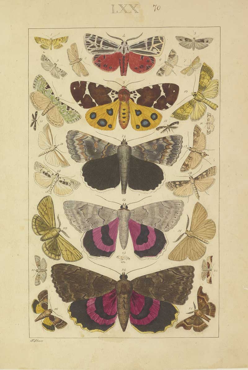 Vintage tiger moth natural history illustration showing bold red, yellow, black, and pink underwing moths with smaller specimens