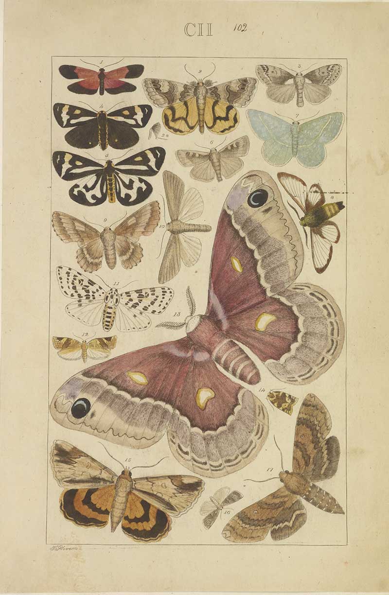 Vintage silk moth natural history illustration showing a large purplish saturniid moth with smaller patterned moths and caterpillar details