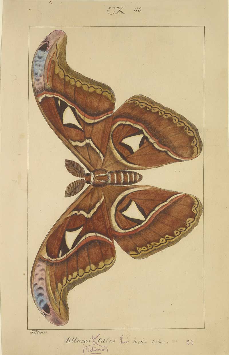 Vintage atlas moth natural history illustration showing a large brown silk moth with translucent wing windows and eye markings