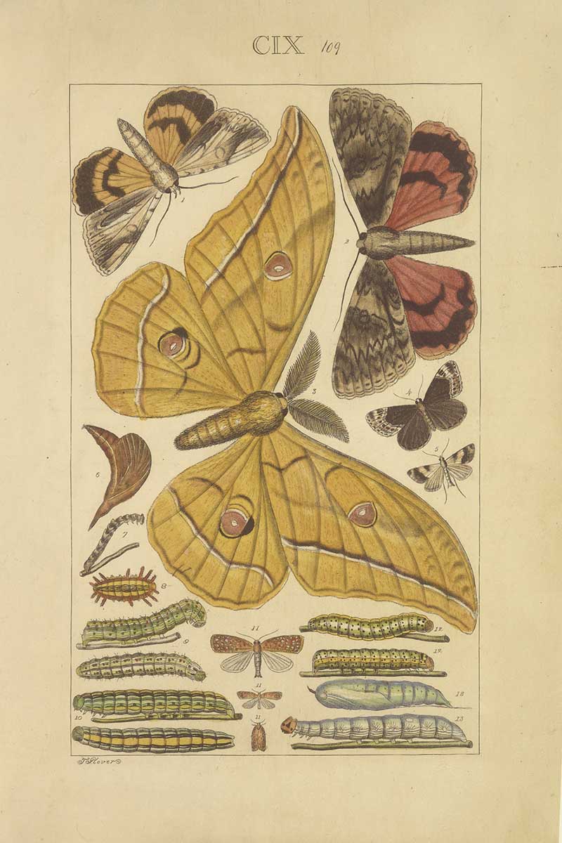 Vintage giant silk moth natural history illustration showing large yellow eye-spotted moths with caterpillars, pupae, and smaller moths