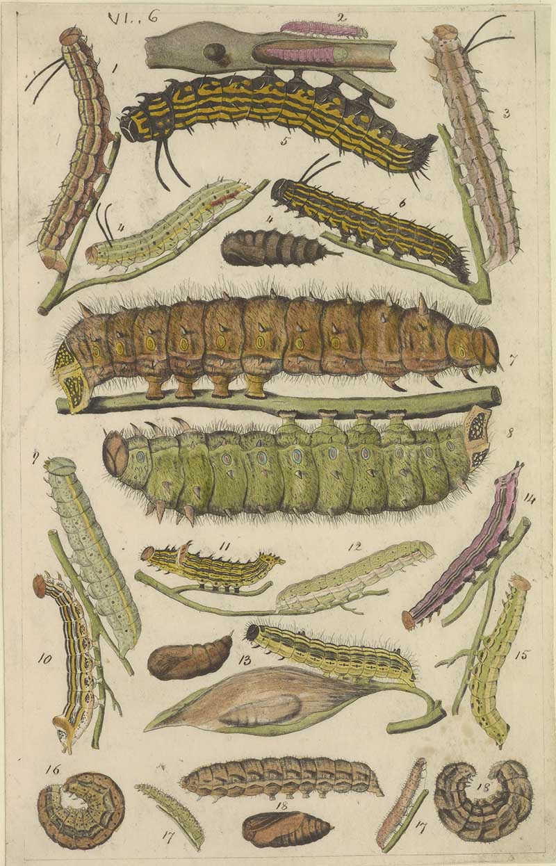 Vintage caterpillar and chrysalis natural history illustration showing striped caterpillars, green larvae, pupae, and moth life stages