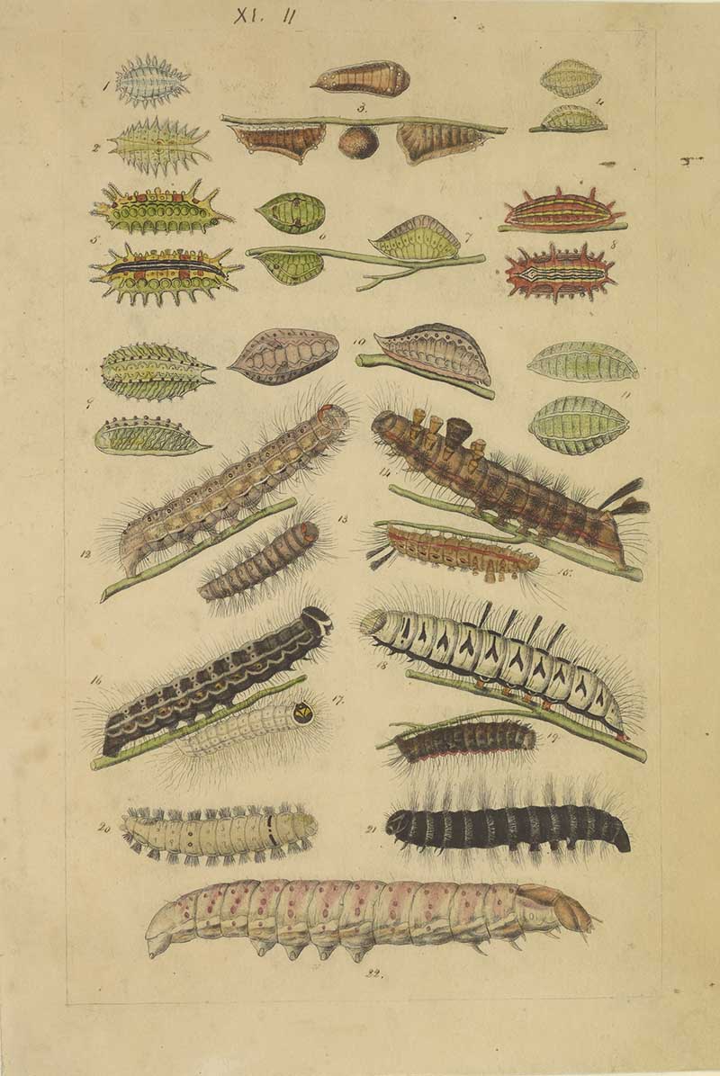 Vintage caterpillar and chrysalis natural history illustration with many spiny larvae, cocoons, and pupae on a cream plate