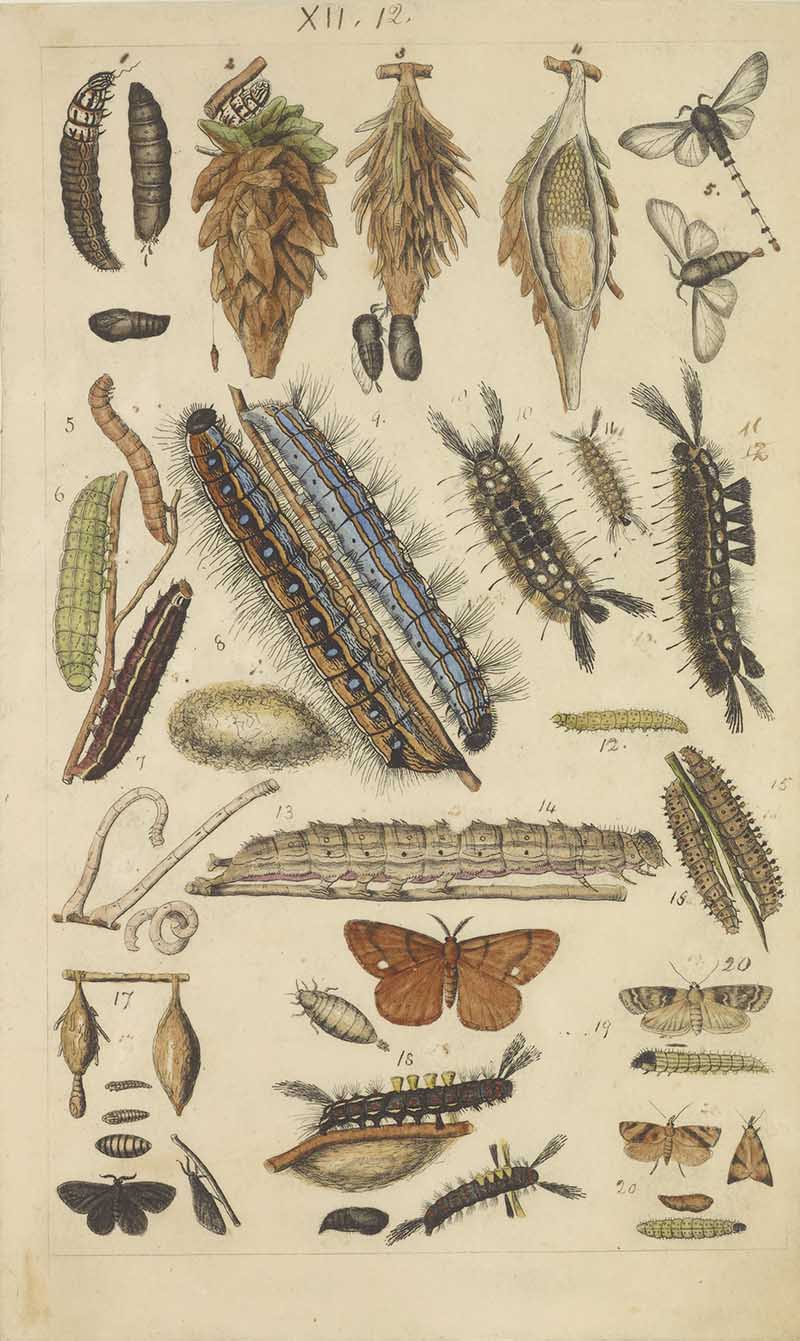 Vintage caterpillar and chrysalis natural history illustration showing hairy larvae, moths, cocoons, and pupae life stages
