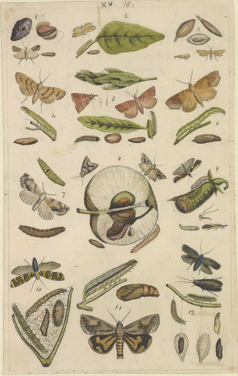 Vintage caterpillar and moth natural history illustration showing larvae, pupae, small moths, and a snail on a botanical plate