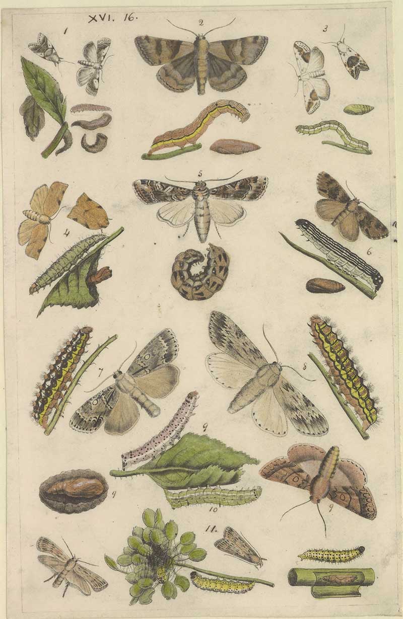 Vintage caterpillar and moth natural history illustration showing assorted larvae, pupae, moths, and leaf-feeding life stages