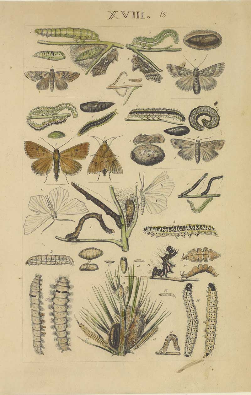 Vintage caterpillar and moth natural history illustration showing small moths, larvae, cocoons, and plant stems