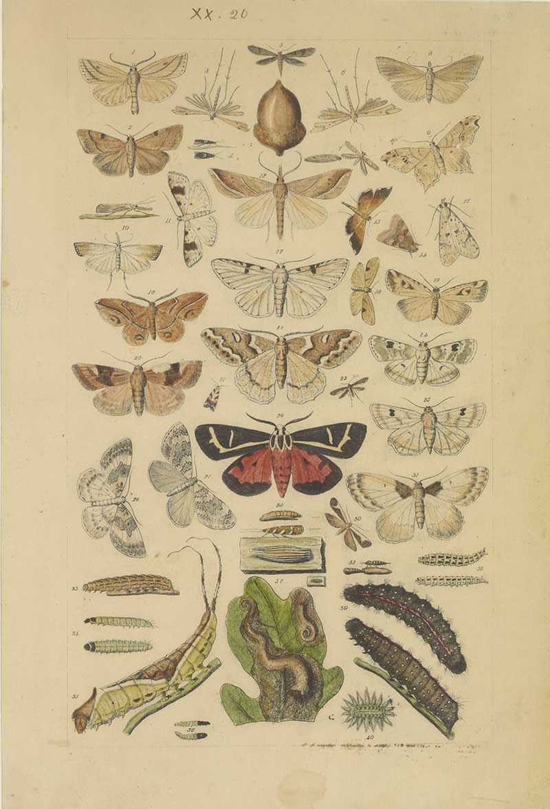 Vintage moths and caterpillars natural history illustration showing pale moth specimens, larvae, and a red underwing moth