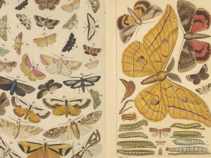 Butterly moth and caterpillar vintage images feature image