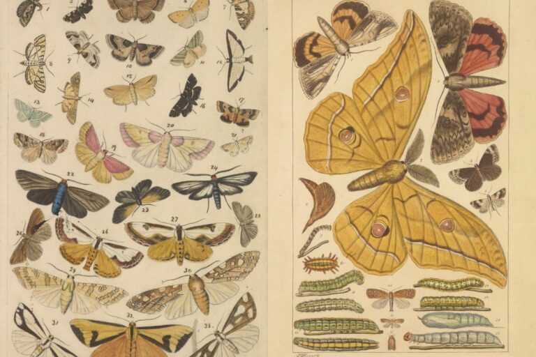 Butterly moth and caterpillar vintage images feature image