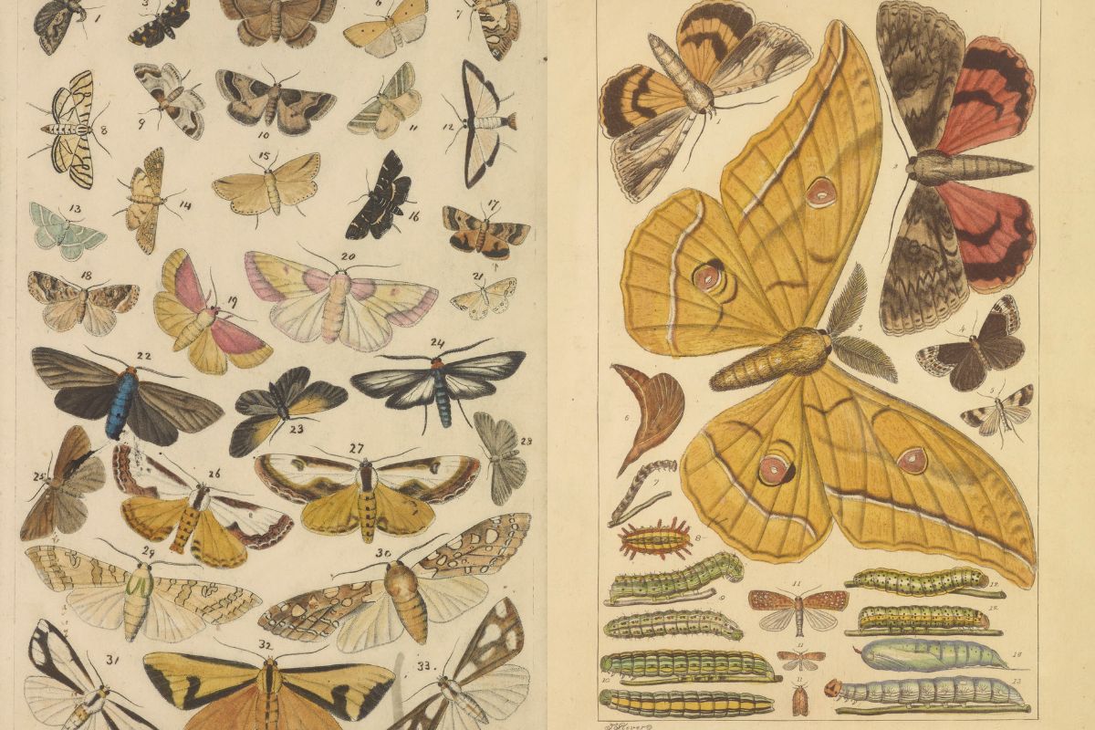Butterly moth and caterpillar vintage images feature image