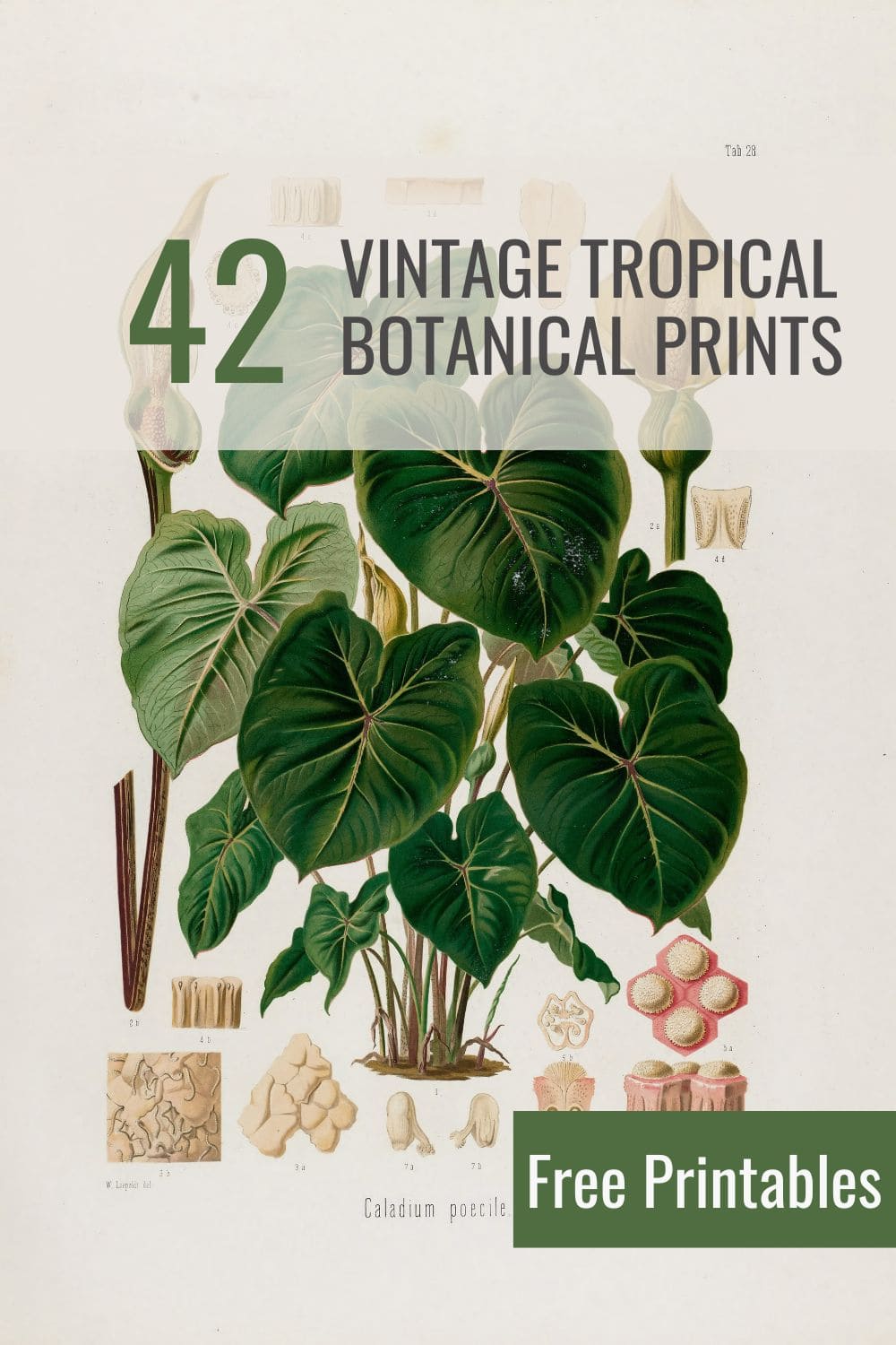 vintage tropical botany prints pin