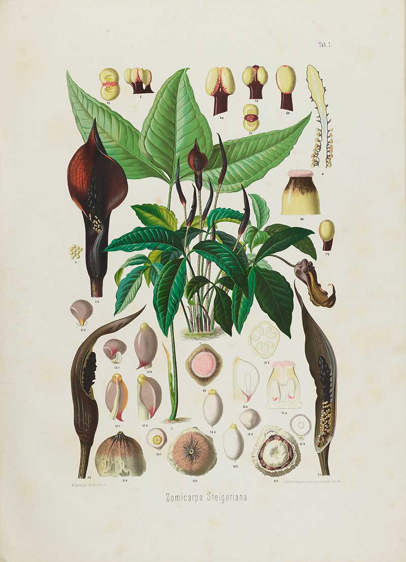 Botanical illustration plate of Zomicarpa Steigeriana, showing an aroid plant with veined leaves, dark spathe, spadix, roots, fruit, and floral cross-sections.