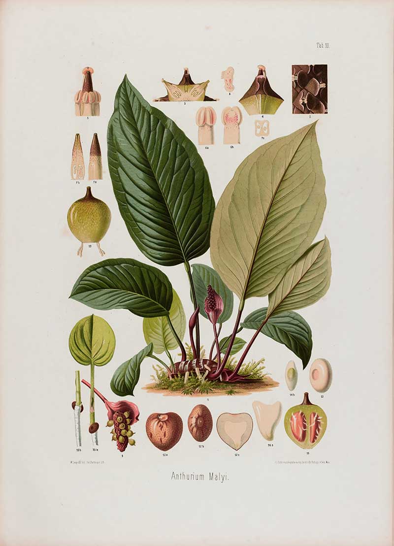 Botanical illustration plate of Anthurium Malyi, showing broad veined leaves, a purple spadix, roots, berries, seeds, and flower cross-sections.