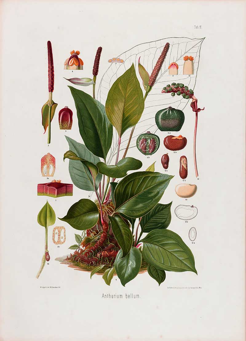 Botanical illustration plate of Anthurium bellum, with glossy tropical leaves, red-brown spadices, fruit clusters, roots, and anatomical details.