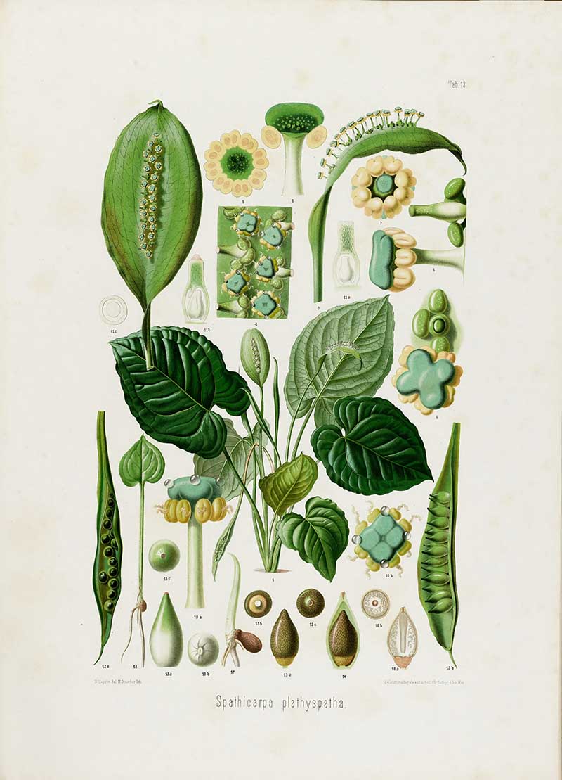 Botanical illustration plate of Spathicarpa platyspatha, with rounded green leaves, long spathes, berries, seeds, and detailed botanical sections.