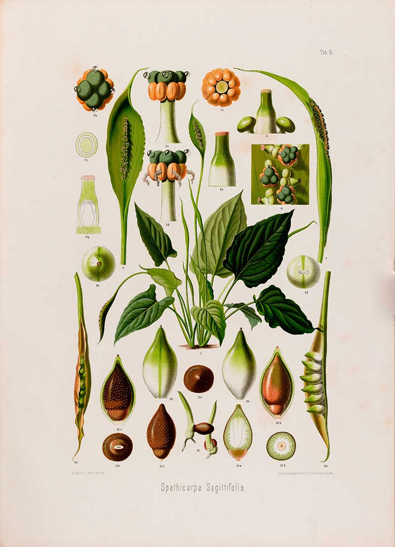 Botanical illustration plate of Spathicarpa sagittifolia, showing arrow-shaped leaves, green spathes, seeds, fruit, and flower cross-sections.