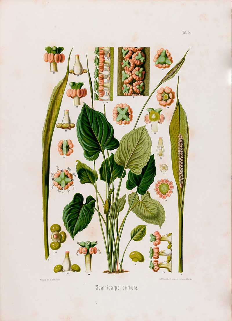 Botanical illustration plate of Spathicarpa cornuta, with veined leaves, long spathes, clustered flowers, fruit, seeds, and anatomical details.