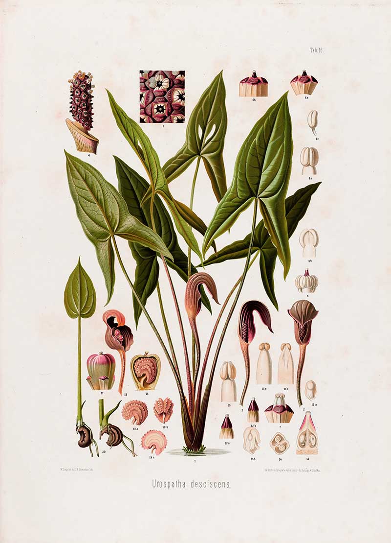 Botanical illustration plate of Urospatha desciscens, showing arrow-shaped leaves, curved spathes, spadices, roots, and floral cross-sections.