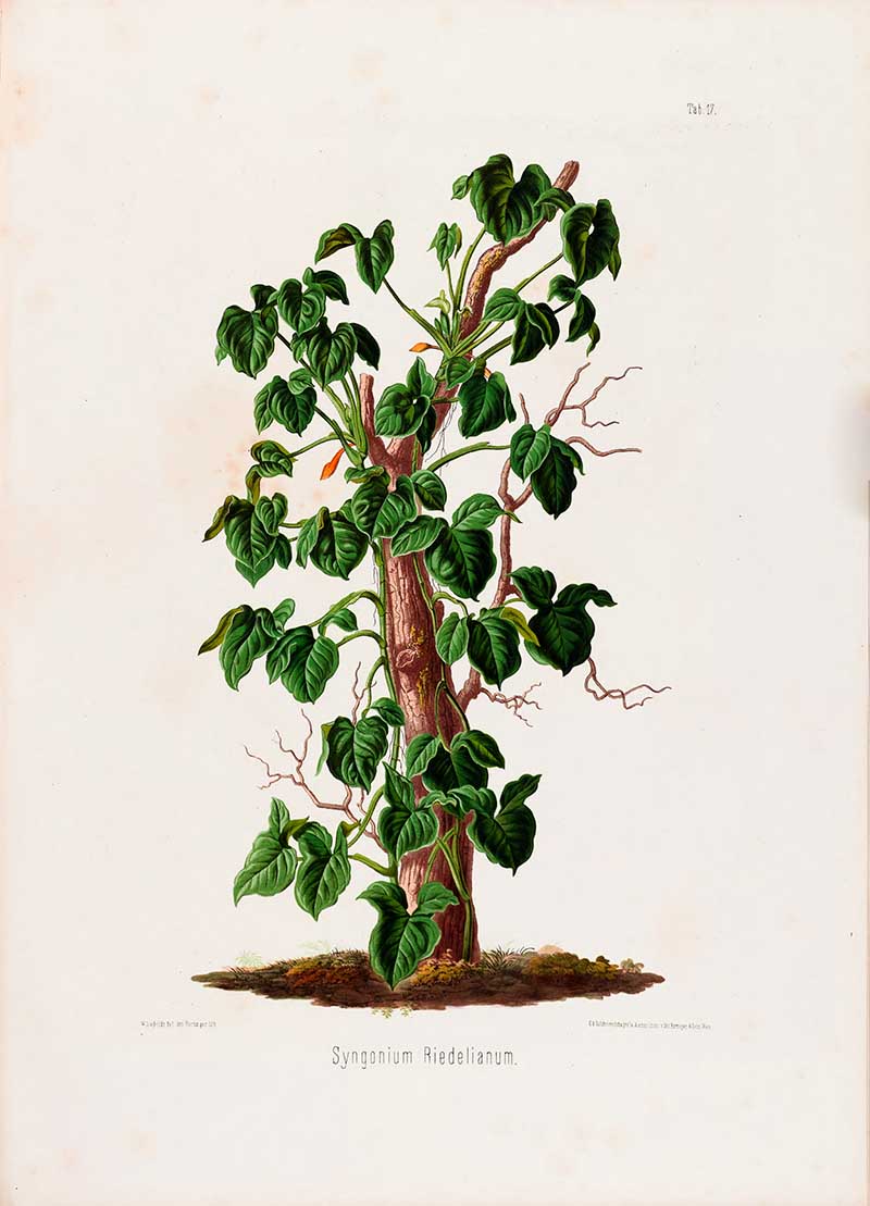 Botanical illustration plate of Syngonium Riedelianum, showing a climbing tropical aroid on a trunk with lobed leaves and aerial roots.