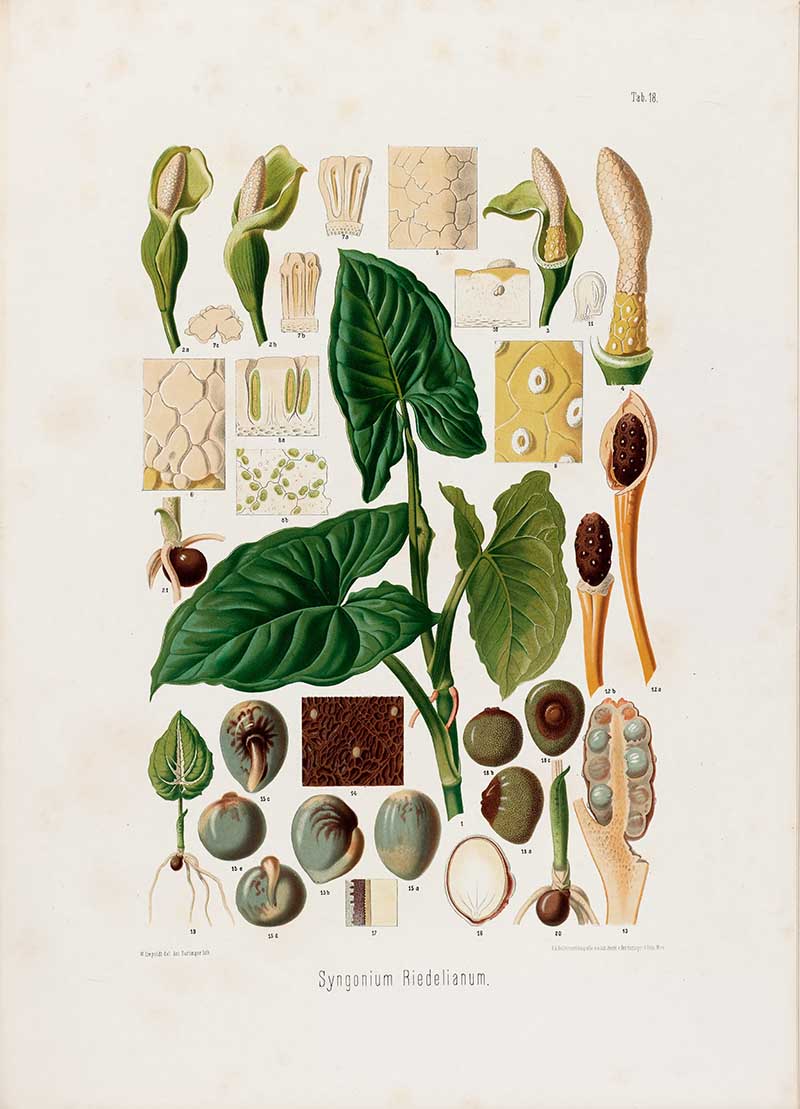 Botanical illustration plate of Syngonium Riedelianum, with large leaves, spathes, spadices, fruit, seeds, and detailed anatomical sections.