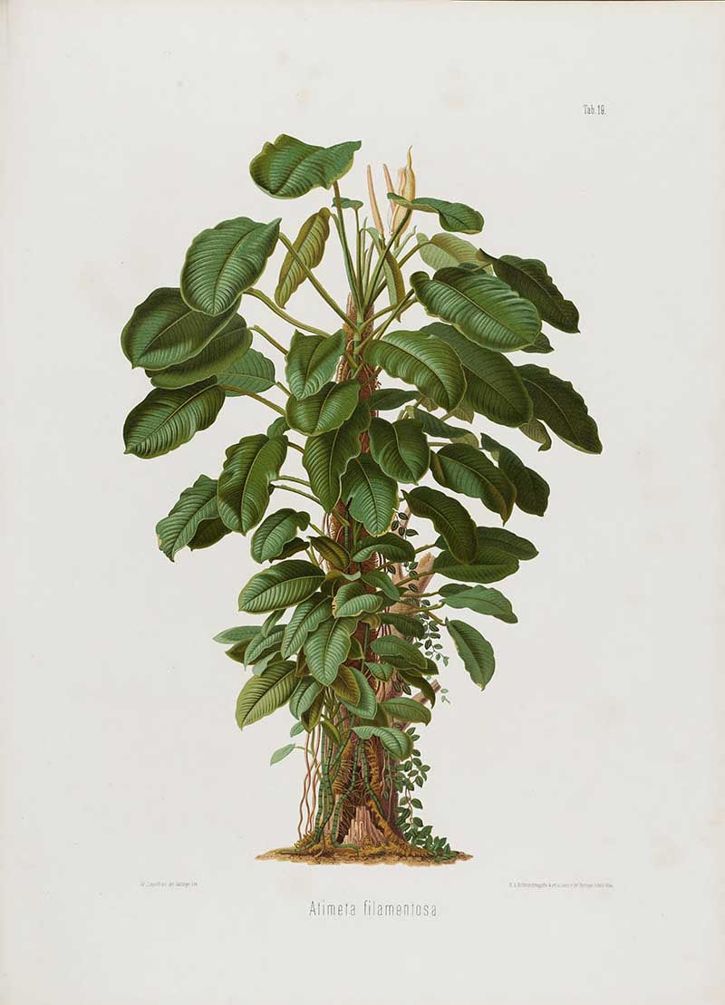 Botanical illustration plate of Aitmeta filamentosa, showing a tree-like tropical aroid with layered leaves, exposed roots, and a natural habit study.