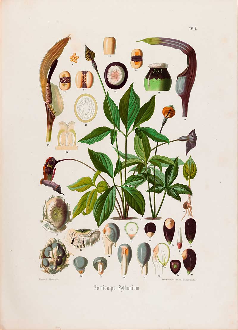 Botanical illustration plate of Zomicarpa Pythonium, with a leafy tropical aroid, curved spathes, spadix details, seeds, fruit, and anatomical cross-sections.
