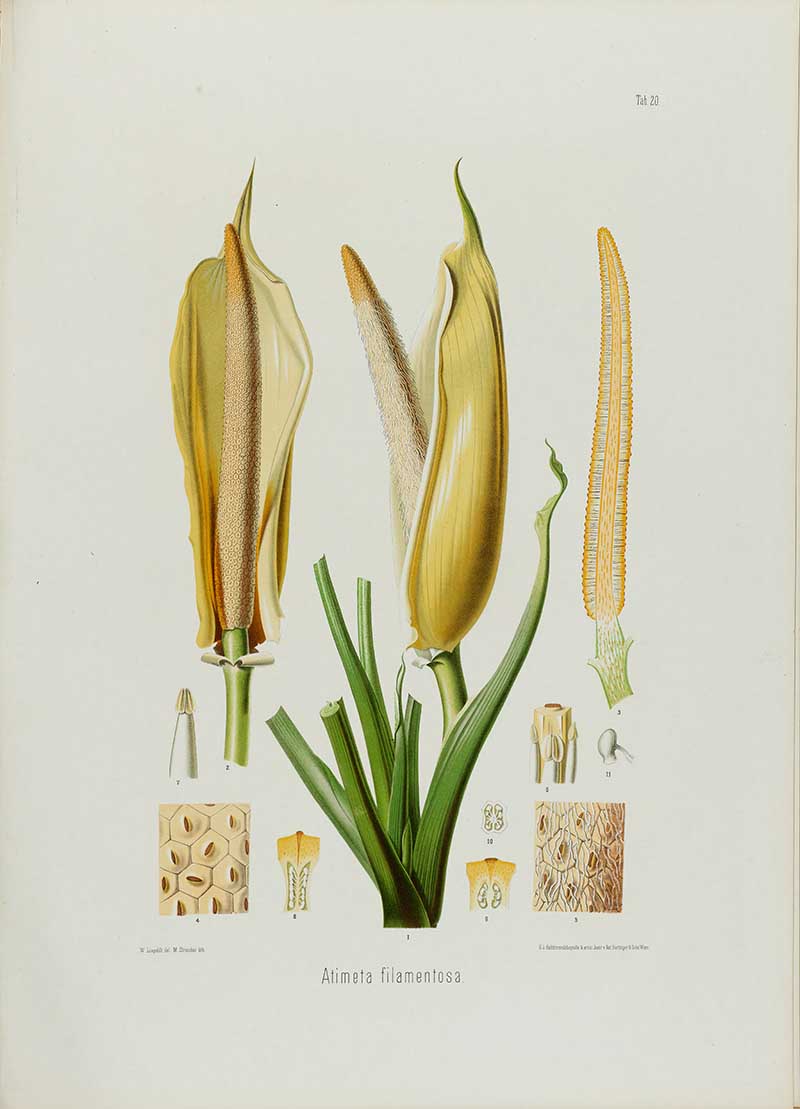 Botanical illustration plate of Aitmeta filamentosa flower details, with yellow spathes, spadices, leaf bases, pollen structures, and cross-sections.